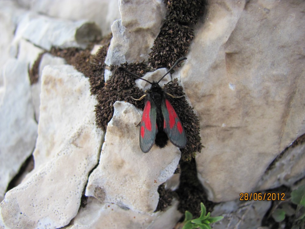 Zygaena moth from Gran Sasso. Which species?